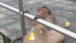 Deretan Hewan yang Obesitas: King Cobra Raksasa hingga Buaya Kojek