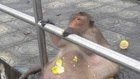 Ada lagi monyet yang viral di Thailand beberapa waktu lalu. Penampakannya yang subur dan menerima makanan dari pengunjung membuatnya jadi sorotan. Foto: pool
