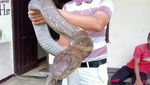 Foto: Penemuan Ular King Cobra Raksasa dari Penjuru Dunia
