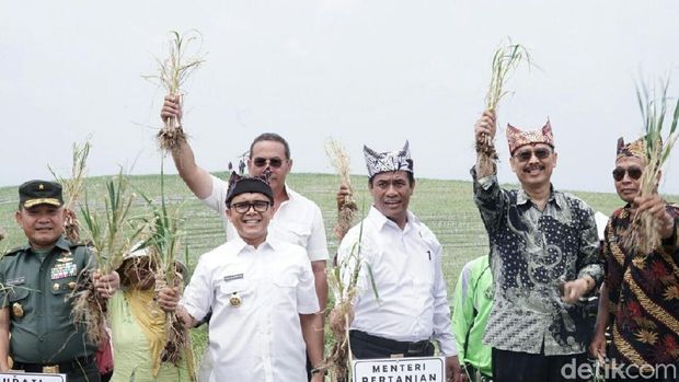 Mentan panen bawang putih di Banyuwangi