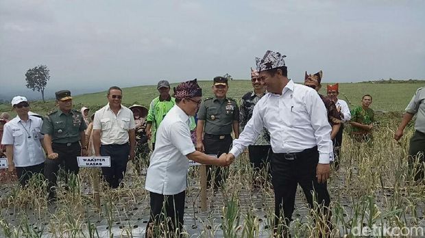 Mentan panen bawang putih di Banyuwangi