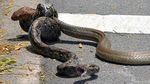 Foto: Sengitnya Pertarungan Ular King Cobra Mangsa Piton