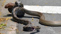 Kasus ini terjadi di jalanan Singapura. King Cobra bertarung dengan ular piton. Foto: pool