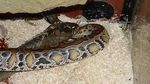 Foto: Sengitnya Pertarungan Ular King Cobra Mangsa Piton