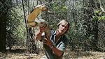 Foto: Penemuan Ular King Cobra Raksasa dari Penjuru Dunia