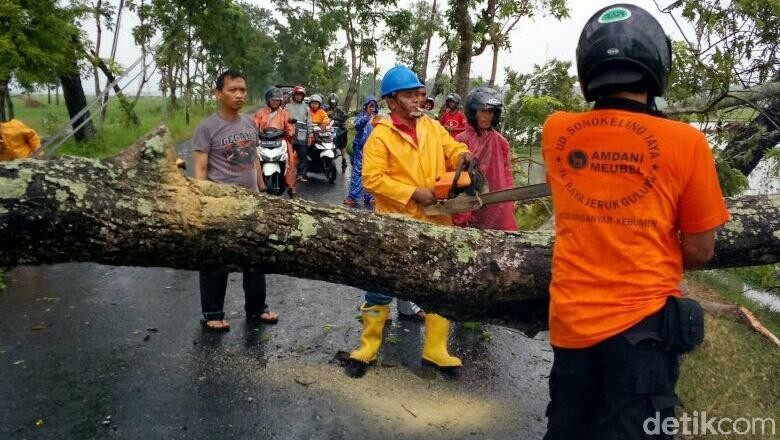 Hujan Deras dan Angin Kencang, Belasan Pohon di Kebumen Tumbang Hujan Deras dan Angin Kencang, Belasan Pohon di Kebumen Tumbang