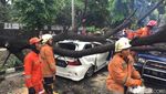 Penampakan Mobil yang Ringsek Ditimpa Pohon Tumbang di Jatinegara