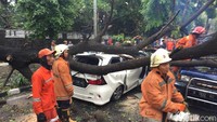 Pohon berukuran besar di Jalan Jatinegara Kaum, Jakarta Timur, tumbang dan menimpa 2 unit mobil hingga ringsek.