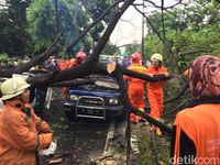 Pohon Tumbang Yang Timpa Mobil Di Jatinegara Dipotong Lalin Macet