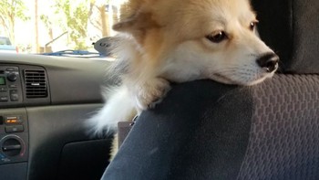 Sopir Uber yang satu ini biasa membawa anjing peliharaannya. Foto: imgur