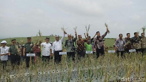 Mentan panen bawang putih di Banyuwangi
