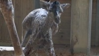 Bayi berkelamin jantan itu terjatuh kemudian bangun dan terus mencoba. (Foto: Dok. Facebook Brevard Zoo)