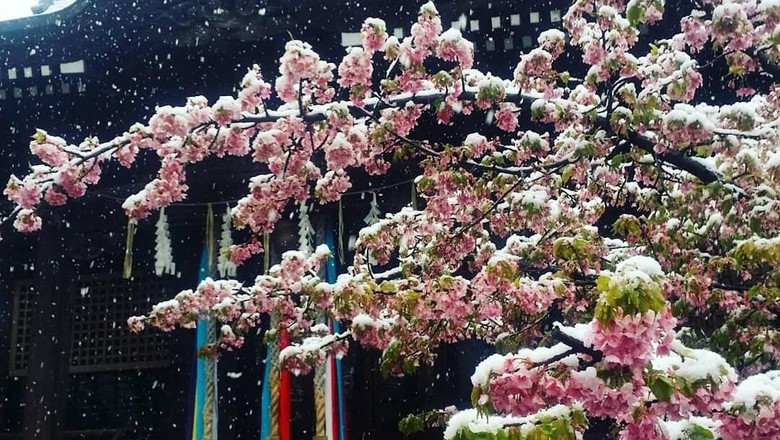 Momen Langka Di Tokyo Sakura Mekar Saat Bersalju