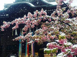Momen Langka di Tokyo, Sakura Mekar Saat Bersalju