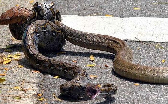 ular piton vs king cobra