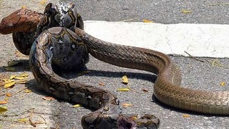 Duel King Cobra Vs Piton, Jagokan Siapa?