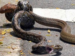 Duel King Cobra Vs Piton, Jagokan Siapa?