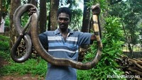 Seorang pawang ular dari Kerala,India menemukan king cobra di hutan Kulathupuzha. Foto: pool