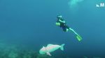 Foto: Melihat Ikan Robot Meliuk-liuk di Perairan Fiji
