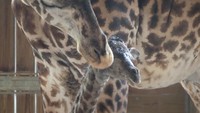 Sampai akhirnya dia bisa berjalan dengan pelan setelah mencoba selama 45 menit. (Foto: Dok. Facebook Brevard Zoo)