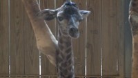 Dia lahir dari induk bernama Milenna pada Sabtu (17/3). (Foto: Dok. Facebook Brevard Zoo)