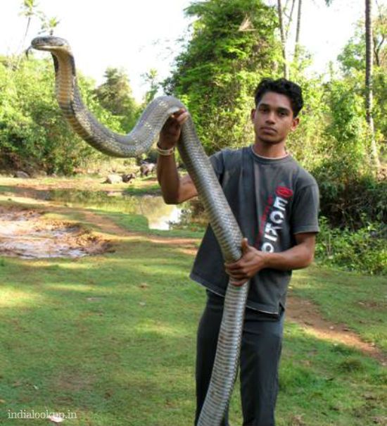Penampakan King Cobra Raksasa dari Seluruh Dunia