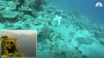Foto: Melihat Ikan Robot Meliuk-liuk di Perairan Fiji