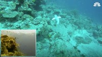 SoFi bisa berenang cukup cepat dan bisa mengambil foto dan video dengan resolusi tinggi menggunakan lensa mata ikan.  (Foto: Dok. nbcnews)