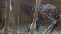 Seekor bayi jerapah di Brevard Zoo, Florida, AS, jatuh bangun agar bisa berjalan untuk pertama kalinya. Video bayi jerapah tersebut diposting Brevard Zoo melalui akun Facebook mereka, 20 Maret 2018. Bayi berkelamin jantan itu terjatuh kemudian bangun dan terus mencoba. Sampai akhirnya dia bisa berjalan dengan pelan setelah mencoba selama 45 menit.  (Foto: Dok. Facebook Brevard Zoo)