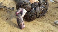Foto ini sempat viral beberapa waktu lalu. Setelah pertarungan sengit, king cobra akhirnya berhasil memangsa ular piton. Foto: reptilehunter