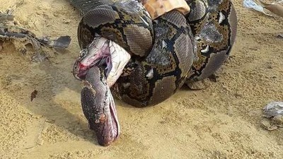 Foto: Sengitnya Pertarungan Ular King Cobra Mangsa Piton