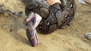 Foto: Sengitnya Pertarungan Ular King Cobra Mangsa Piton