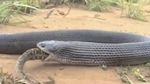 Foto: Sengitnya Pertarungan Ular King Cobra Mangsa Piton