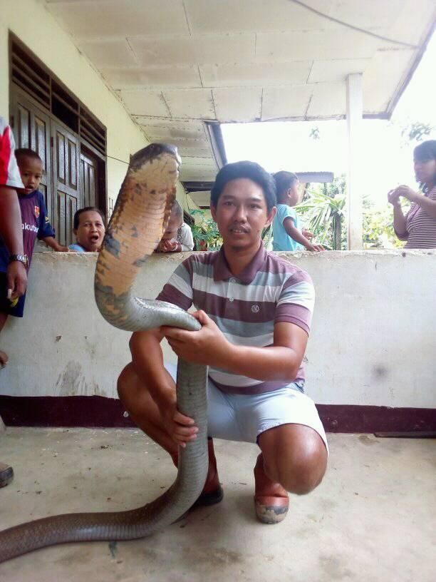Viral Foto Ular King Cobra 'Raksasa', Asli atau Palsu? Viral Foto Ular King Cobra 'Raksasa', Asli atau Palsu?