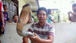 Ini King Cobra Raksasa yang Viral dan Bikin Penasaran