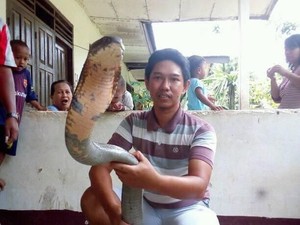 Ular Makan Ular, King Cobra Raksasa Bisa Mangsa Piton