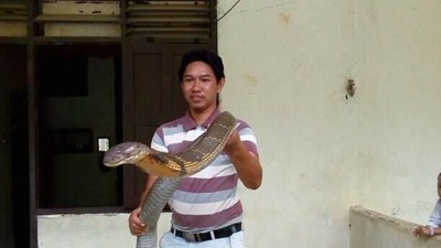 Ini King Cobra Raksasa yang Viral dan Bikin Penasaran