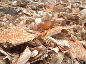 Menengok Nasib Pemburu Cangkang Rajungan di Cirebon