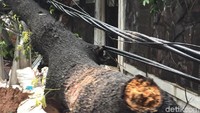 Pohon tumbang ini juga menimpa kabel listrik di Jalan Jatinegara Kaum.