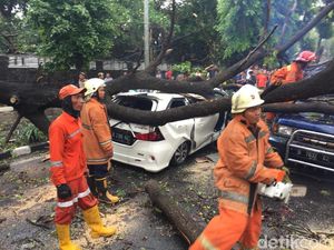 Pohon Tumbang Tewaskan Warga, Pemprov DKI akan Atur Standar Aman
