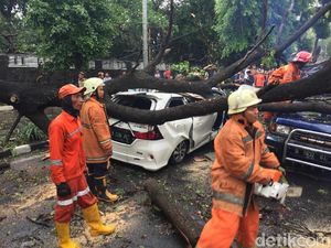 Pohon Tumbang di Jatinegara Timpa 2 Mobil hingga Ringsek