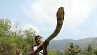 Pertama ada penemuan ular king cobra di daerah Kerala, India pada 2012 lalu. Kira-kira ular itu berukuran 5 meter. Foto: indialookup.in