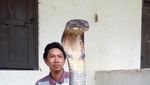 Detik-detik Pelepasan Ular King Cobra Raksasa ke Alam