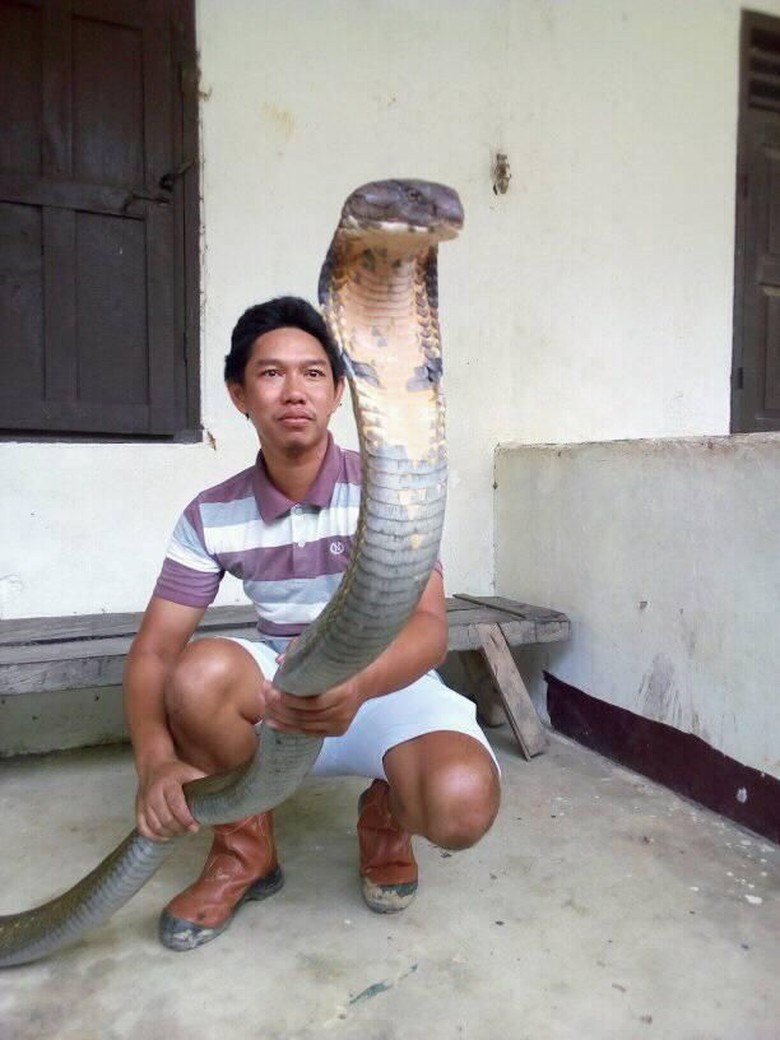 Sioux Ular King Cobra Raksasa Dari Kalimantan Peliharaan