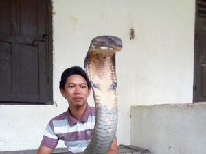 Sioux: Ular King Cobra Raksasa dari Kalimantan Peliharaan