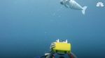 Foto: Melihat Ikan Robot Meliuk-liuk di Perairan Fiji