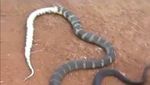 Foto: Sengitnya Pertarungan Ular King Cobra Mangsa Piton