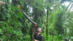Foto: Penemuan Ular King Cobra Raksasa dari Penjuru Dunia