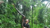 Seorang herpetolog dari Mangalore, India Joy Mascarenhas menemukan Monster King Cobra. Penemuan itu menandakan tangkapannya yang ke-50 di Indabettu. Ukurannya mencapai 4,5 meter. Foto: indialookup.in