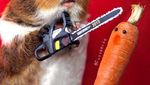 Lucunya Aksi Fuzzberta, Marmut Imut Penggemar Berat Wortel